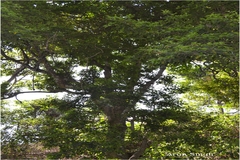 Ilex wightiana